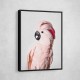 Pink Cockatoo