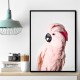 Pink Cockatoo
