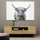 Highland Bull