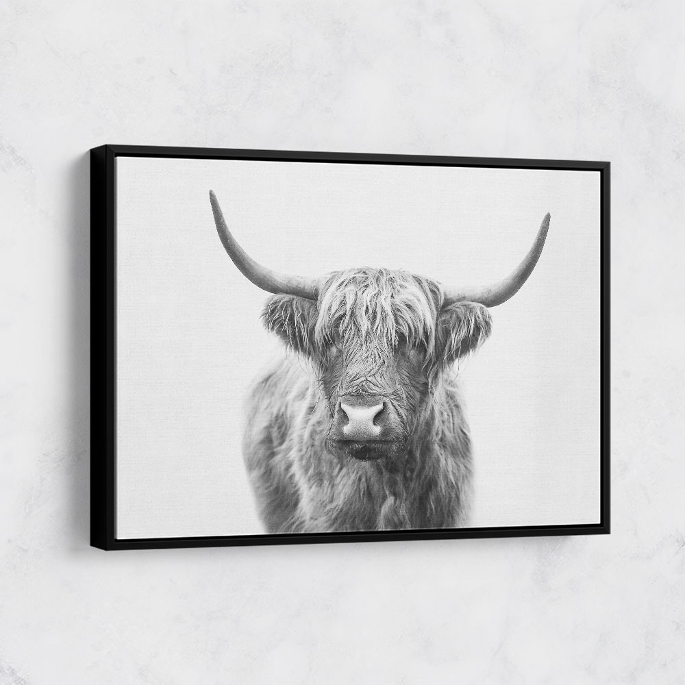 Highland Bull