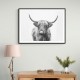 Highland Bull