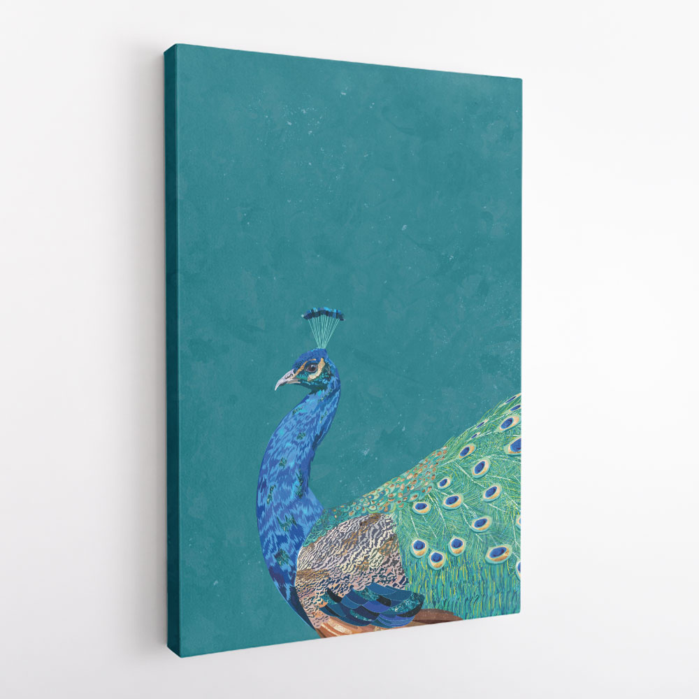 Turquoise Peacock