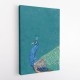 Turquoise Peacock