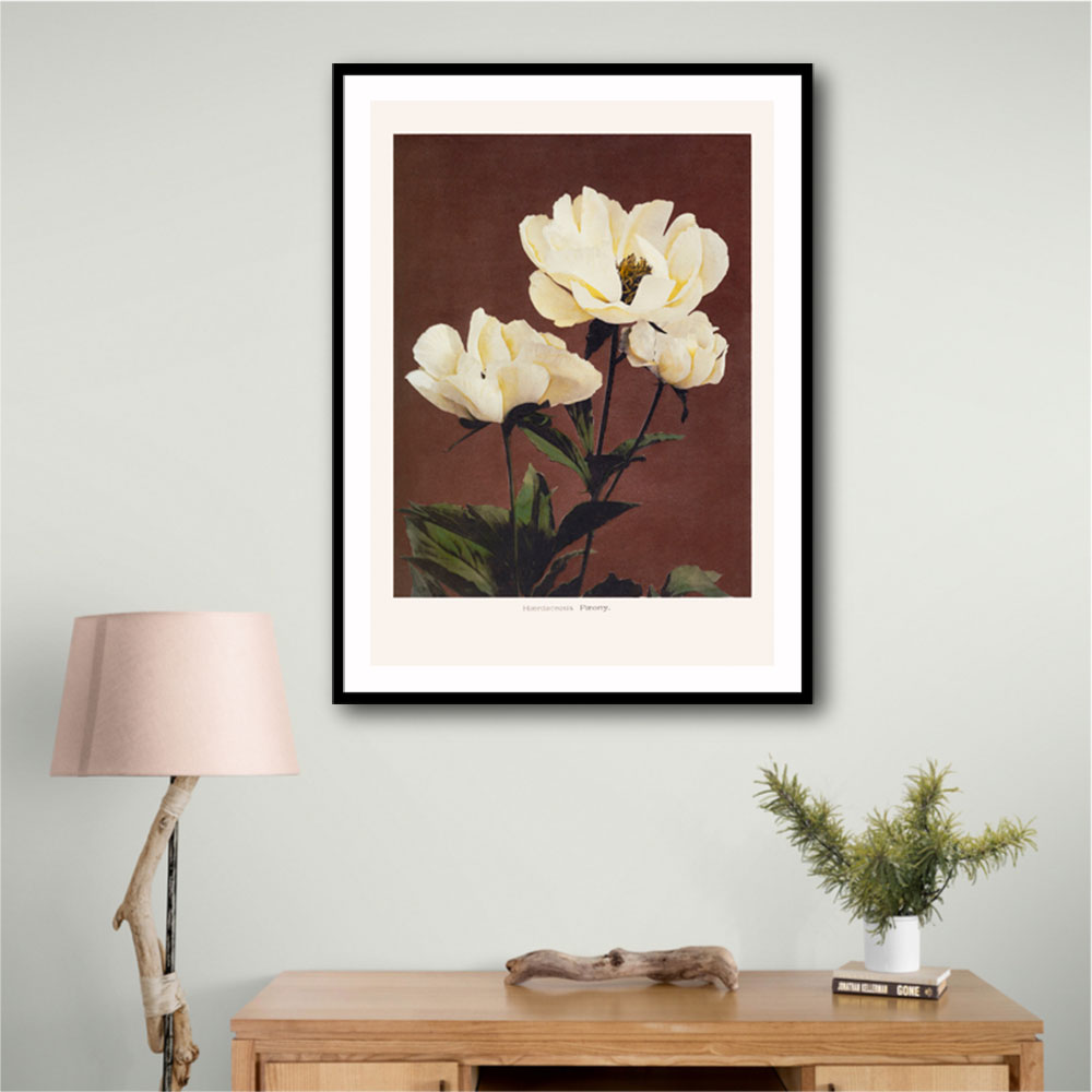 HAbrdaceous Peony
