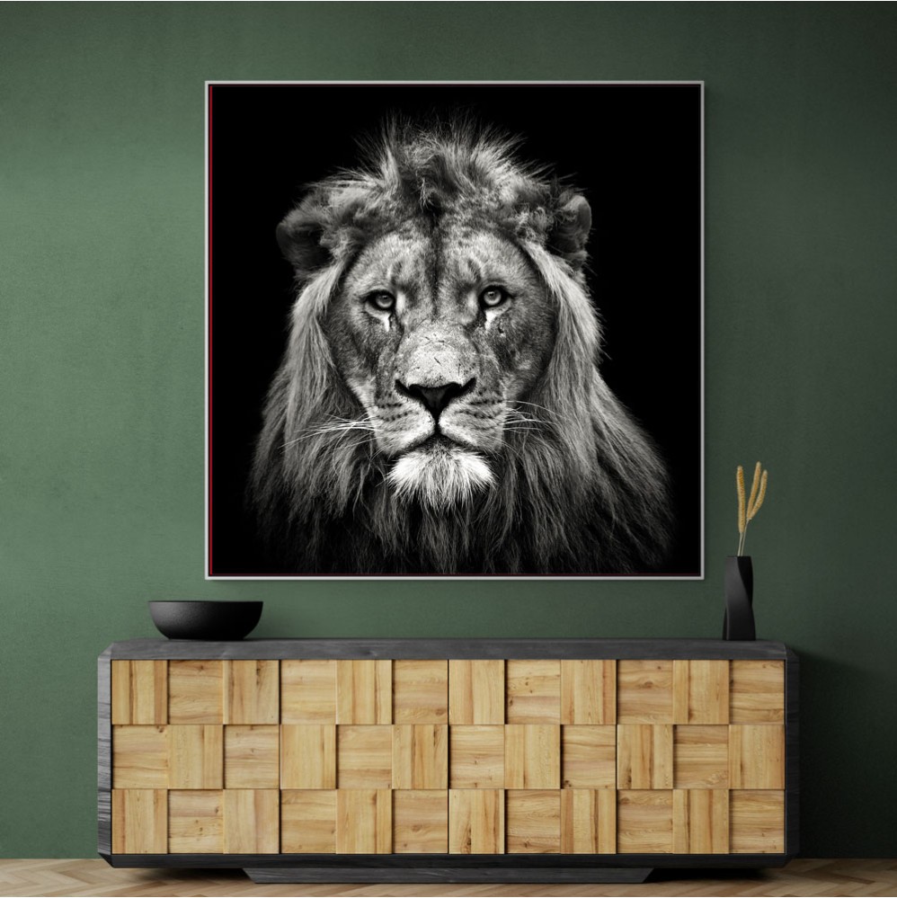 Young Male Lion